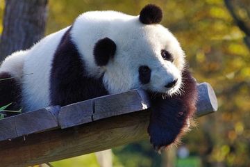 Mengungkap Fakta Unik Mengenai Panda: Keajaiban Alam yang Menggemaskan